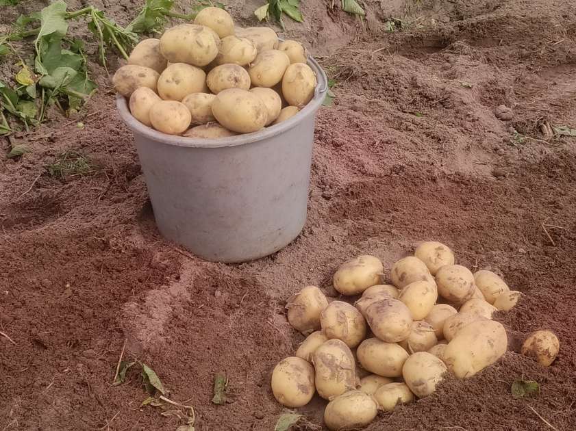 Картофель молодой